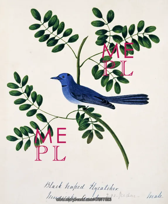 : Hypothymis azurea, black-naped monarch : Hypothymis azurea, black-naped monarch