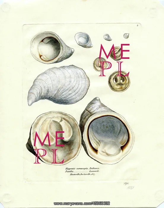 : Hypponyx cornucopia & Patella, Hauteville, De Gerville : Hypponyx cornucopia & Patella, Hauteville, De Gerville