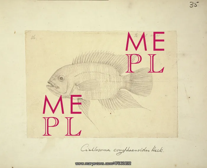 : Hypselecara coryphaenoides : Hypselecara coryphaenoides