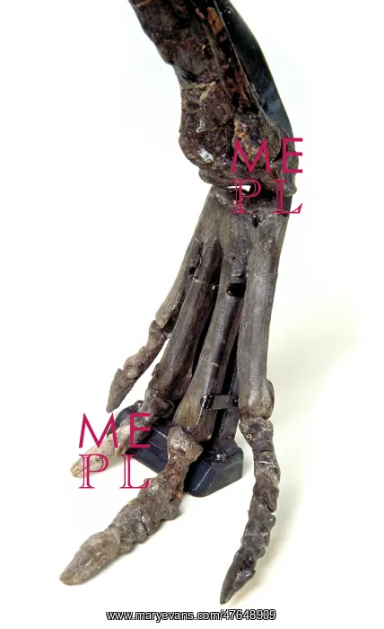 : Hypsilophodon foot : Hypsilophodon foot