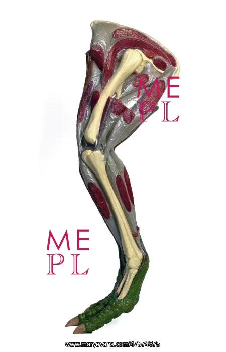 : Hypsilophodon leg : Hypsilophodon leg