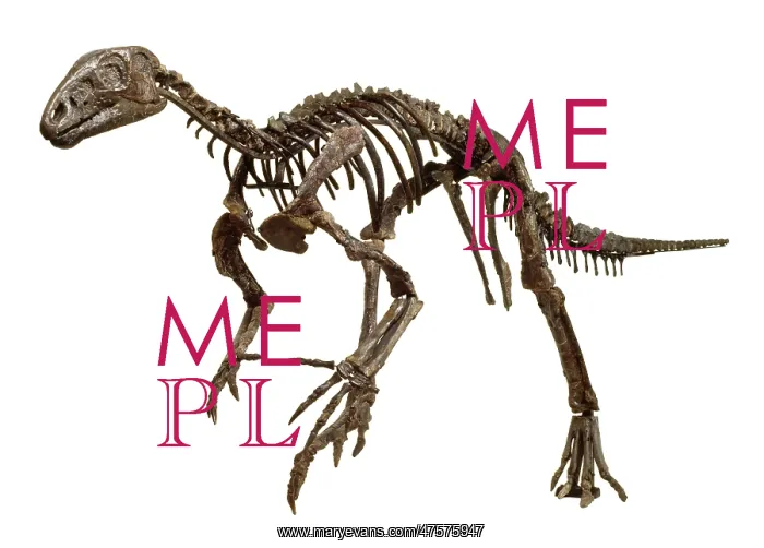 : Hypsilophodon skeleton : Hypsilophodon skeleton