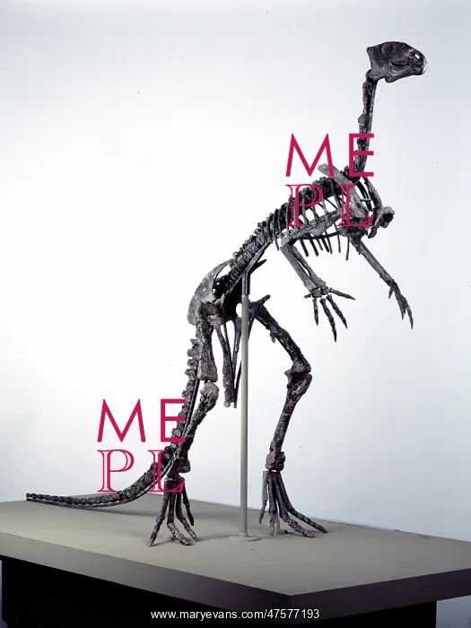 : Hypsilophodon skeleton : Hypsilophodon skeleton