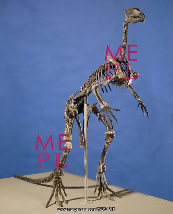 : Hypsilophodon skeleton : Hypsilophodon skeleton