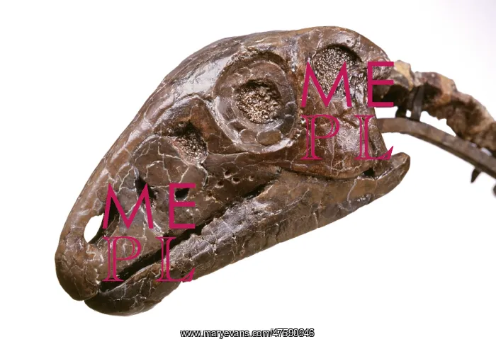 : Hypsilophodon skull : Hypsilophodon skull