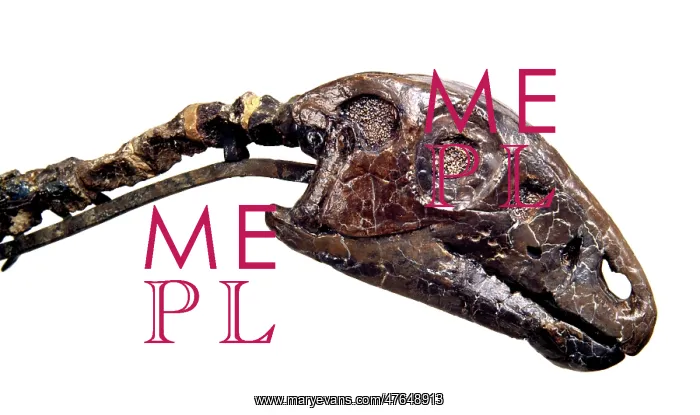 : Hypsilophodon skull : Hypsilophodon skull