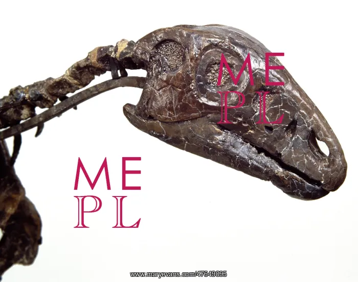 : Hypsilophodon skull : Hypsilophodon skull