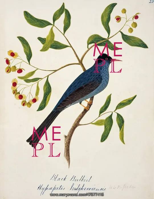 : Hypsipetes leucocephalus, black bulbul : Hypsipetes leucocephalus, black bulbul
