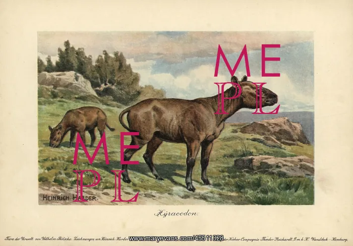 : Hyracodon, an extinct genus of fast-running : Hyracodon, an extinct genus of fast-running