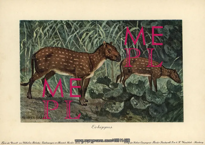 : Hyracotherium or Eohippus, the dawn horse : Hyracotherium or Eohippus, the dawn horse