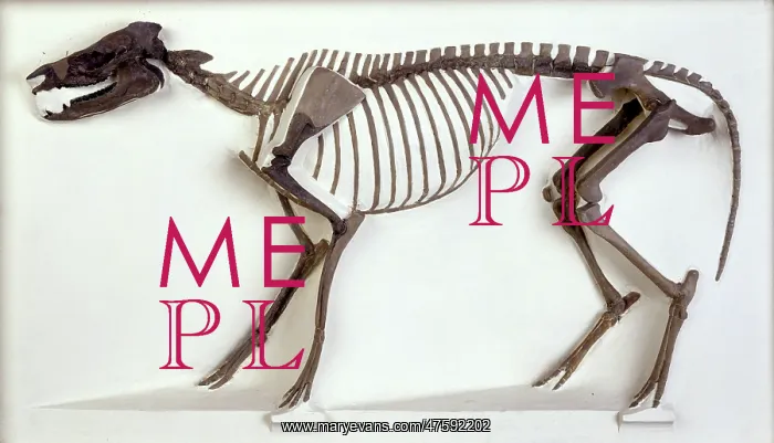 : Hyracotherium skeleton : Hyracotherium skeleton