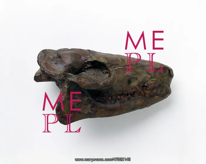 : Hyracotherium skull : Hyracotherium skull