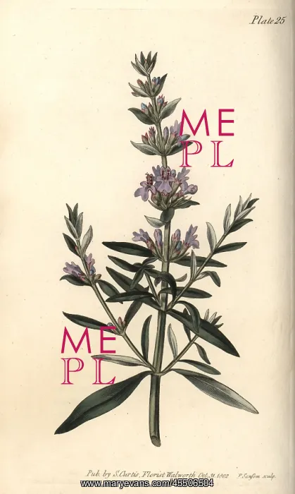 : Hyssop, Hyssopus officinalis : Hyssop, Hyssopus officinalis