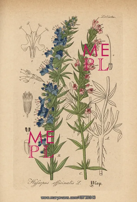 : Hyssop, Hyssopus officinalis : Hyssop, Hyssopus officinalis