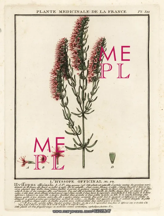 : Hyssop, Hyssopus officinalis : Hyssop, Hyssopus officinalis
