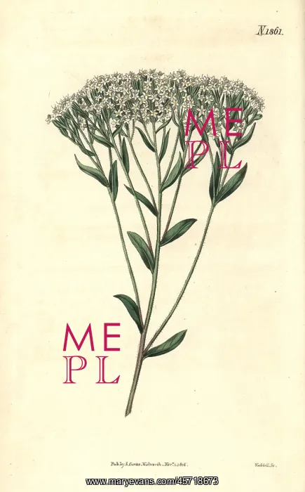 : Hyssop-leaved stevia, Stevia eupatoria : Hyssop-leaved stevia, Stevia eupatoria