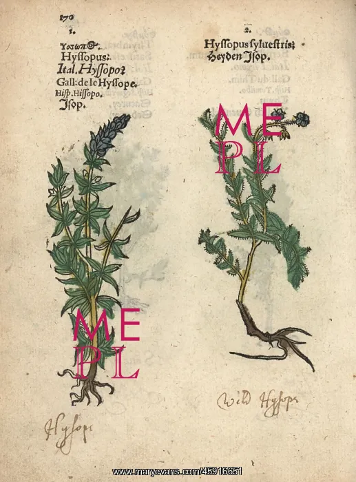 : Hyssop varieties, Hyssopus officinalis : Hyssop varieties, Hyssopus officinalis