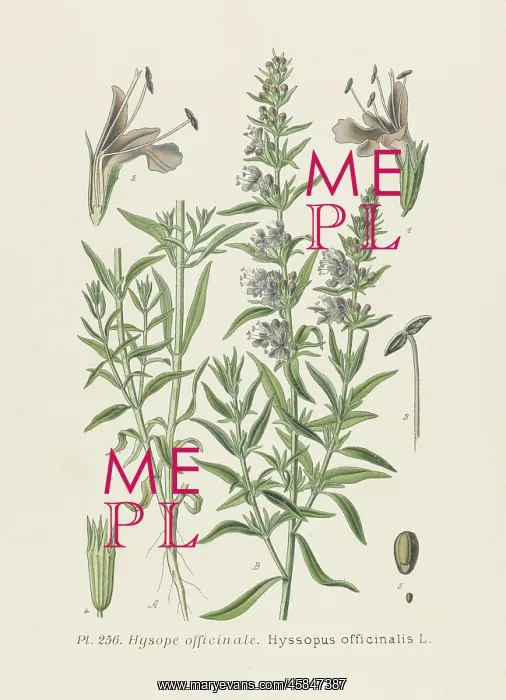  : HYSSOPUS OFFICINALIS