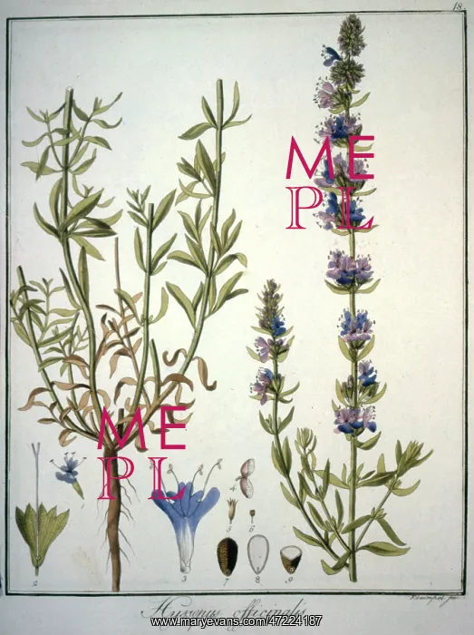 : HYSSOPUS OFFICINALIS