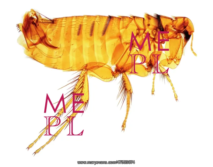 : Hystrichopsylla talpae talpae, mole flea : Hystrichopsylla talpae talpae, mole flea