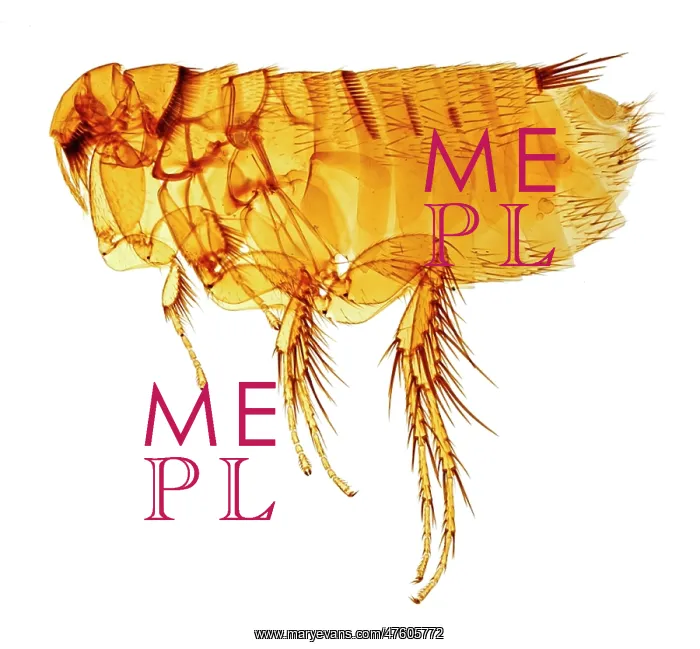 : Hystrichopsylla talpae talpae, mole flea : Hystrichopsylla talpae talpae, mole flea