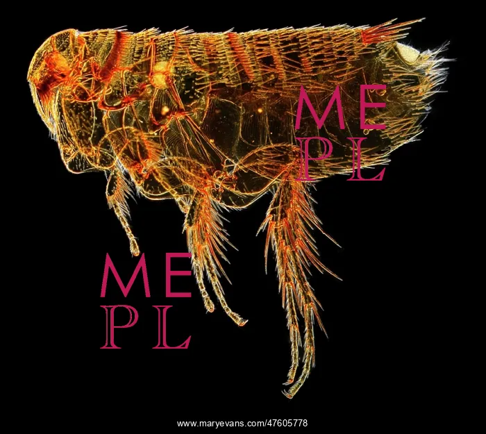 : Hystrichopsylla talpae talpae, mole flea : Hystrichopsylla talpae talpae, mole flea