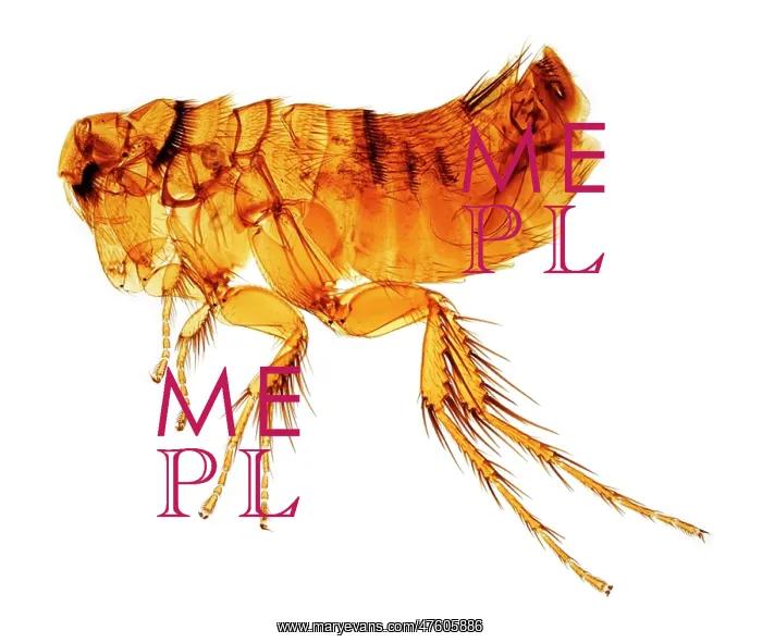 : Hystrichopsylla talpae talpae, mole flea : Hystrichopsylla talpae talpae, mole flea