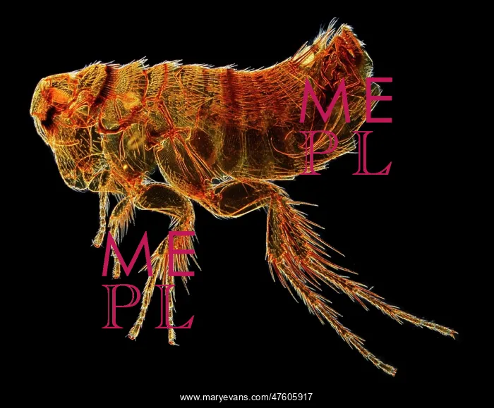 : Hystrichopsylla talpae talpae, mole flea : Hystrichopsylla talpae talpae, mole flea