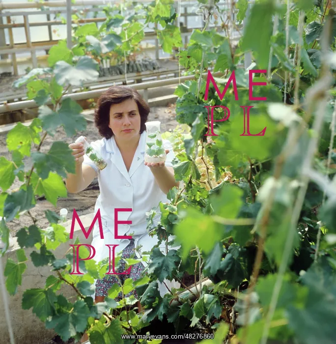 : Ialoveni Winery, 1982 : Ialoveni Winery, 1982