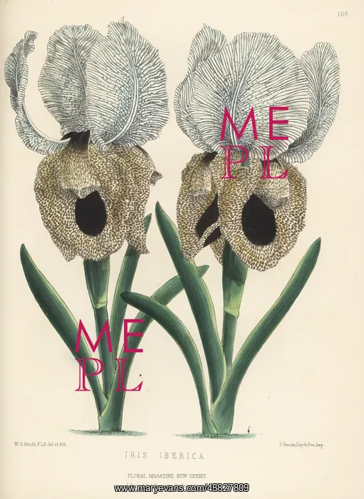 : Iberian iris or Georgian iris, Iris iberica : Iberian iris or Georgian iris, Iris iberica
