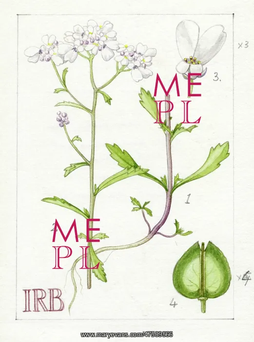 : Iberis amara - wild candytuft : Iberis amara - wild candytuft