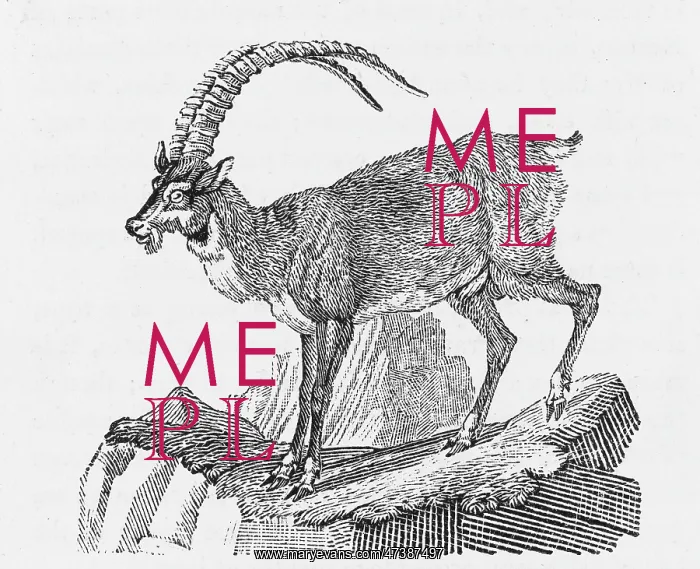 : IBEX (BEWICK) : IBEX (BEWICK)