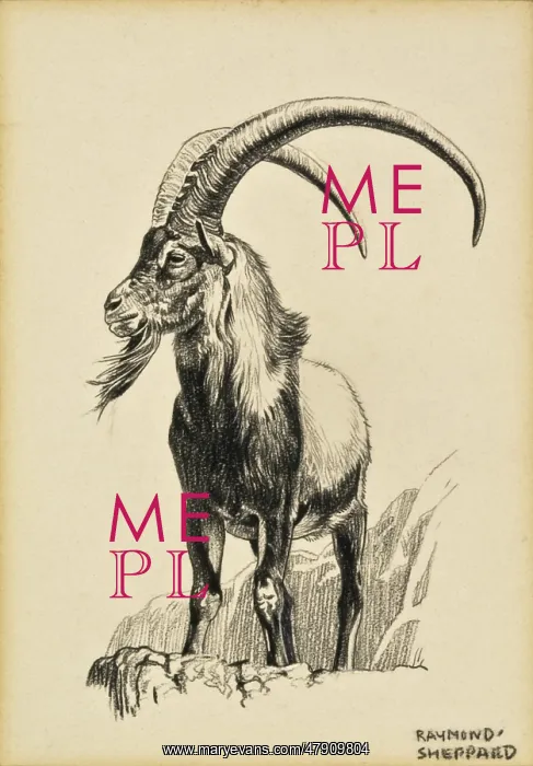  : An Ibex Ram