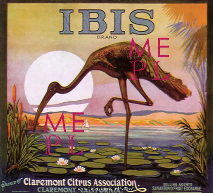  : Ibis in Lily Pond