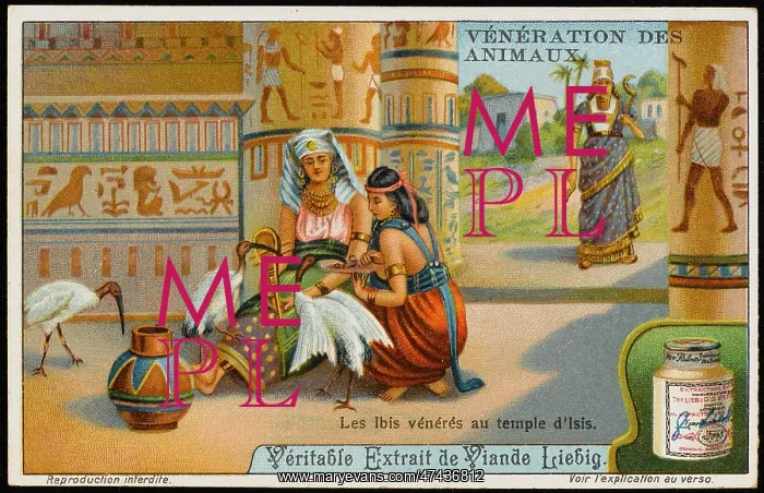 : IBIS WORSHIPPED EGYPT : IBIS WORSHIPPED EGYPT