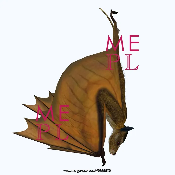 : Icaronycteris bat hanging upside down : Icaronycteris bat hanging upside down
