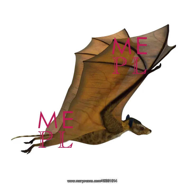 : Icaronycteris bat with wings up : Icaronycteris bat with wings up