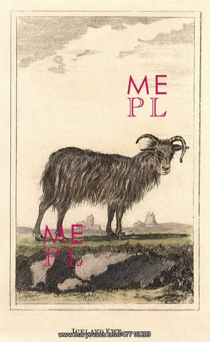  : Iceland Ewe
