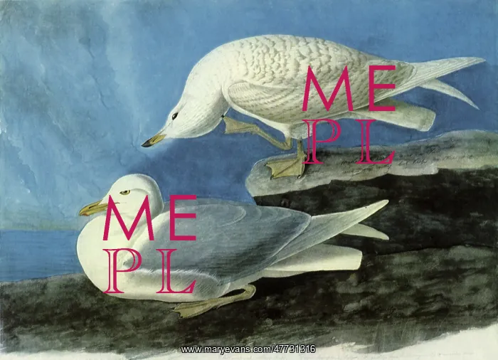 : Iceland Gulls