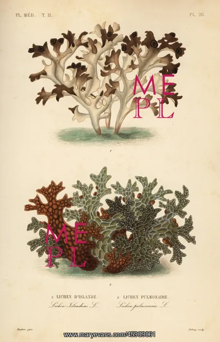 : Iceland moss and tree lungwort : Iceland moss and tree lungwort