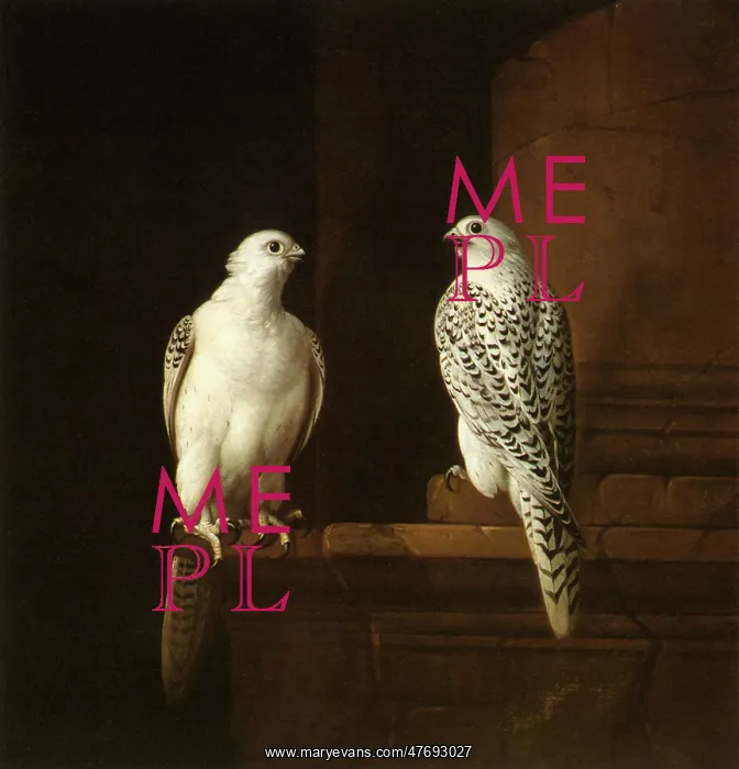  : Two Icelandic Falcons