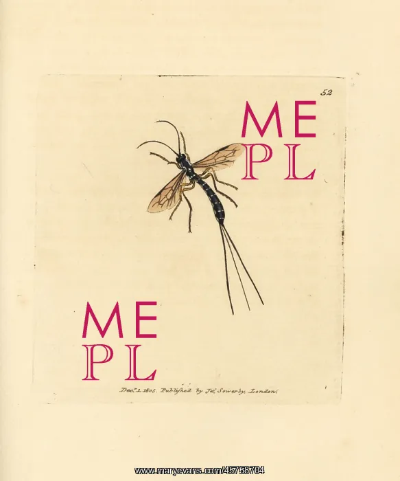 : Ichneumon fly, Rhyssa persuasoria : Ichneumon fly, Rhyssa persuasoria