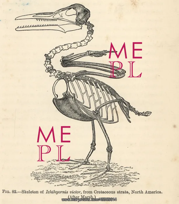 : Ichthyornis dispar skeleton : Ichthyornis dispar skeleton