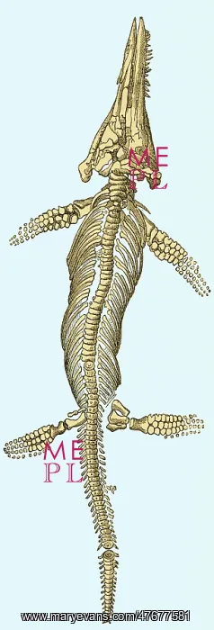 : Ichthyosaur Fossil, Illustration : Ichthyosaur Fossil, Illustration