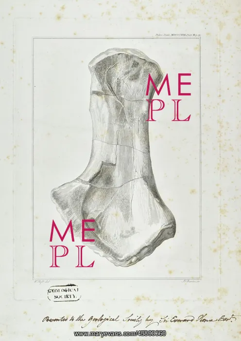 : Ichthyosaur limb bone : Ichthyosaur limb bone