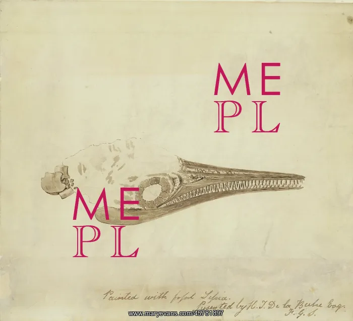 : Ichthyosaur skull in fossil sepia : Ichthyosaur skull in fossil sepia