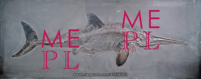 : Ichthyosaurus acutirostris : Ichthyosaurus acutirostris