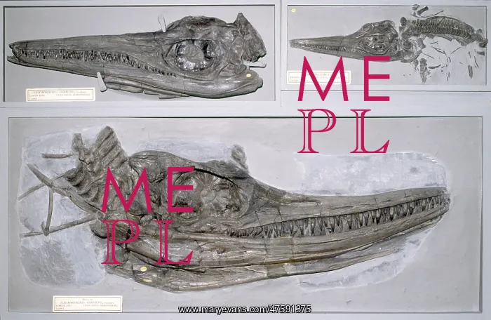 : Ichthyosaurus communis : Ichthyosaurus communis