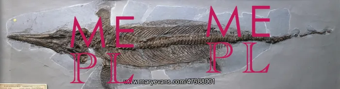 : Ichthyosaurus communis (Conybear) : Ichthyosaurus communis (Conybear)