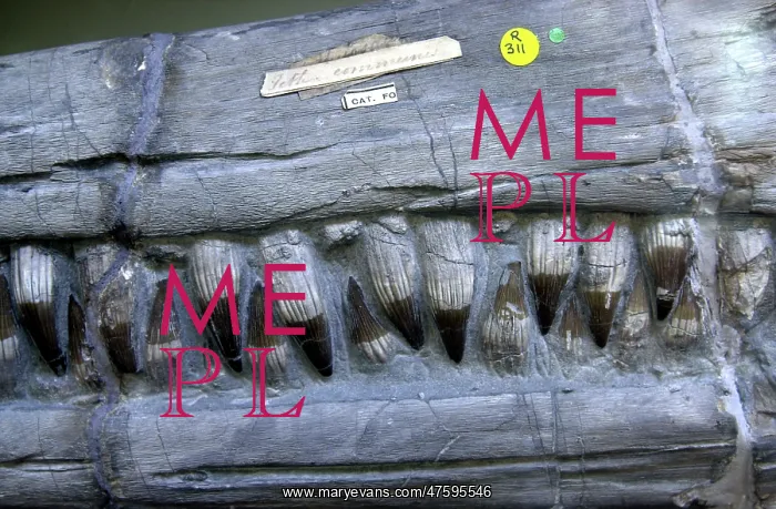 : Ichthyosaurus communis, ichthyosaur : Ichthyosaurus communis, ichthyosaur